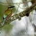 motmot_browed_turquoise_tar_h_0735_cos1068.jpg
